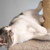 4-Tier Cat Tower with Napping Perches, Cat Condo, Ladder, 5 Sisal Rope Scratching Posts, Hanging Toy Ã¢â‚¬â€œ Cat Tree for Indoor Cats by Petmaker (White)